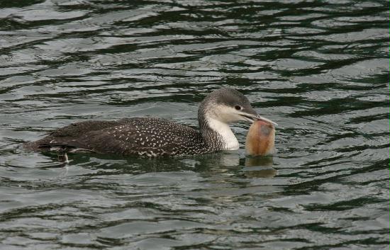 Red-throated Diver <i>Gavia stellata</i>