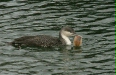 Red-throated Diver