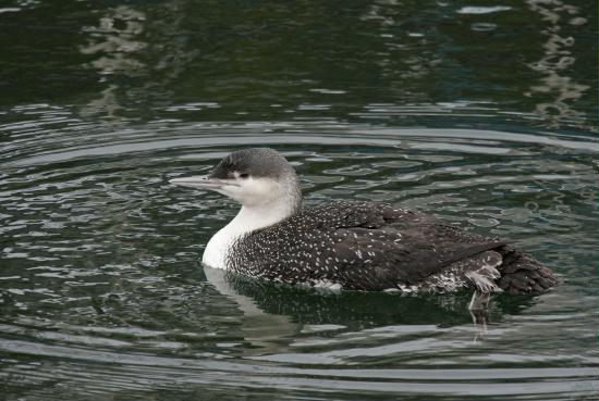 Red-throated Diver <i>Gavia stellata</i>