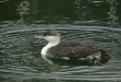 Red-throated Diver