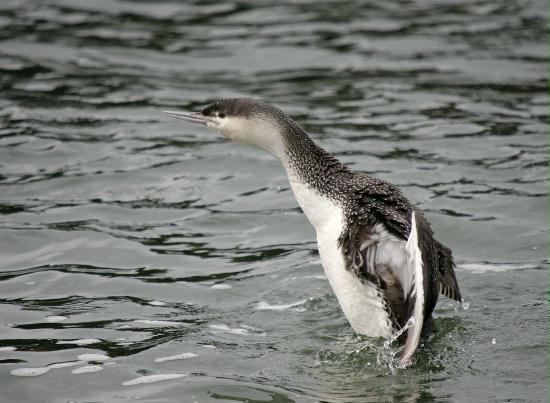 Red-throated Diver <i>Gavia stellata</i>