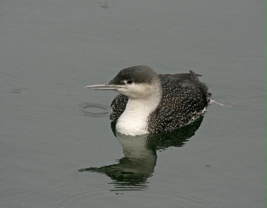 Red-throated Diver <i>Gavia stellata</i>