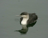 Red-throated Diver