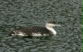 Red-throated Diver