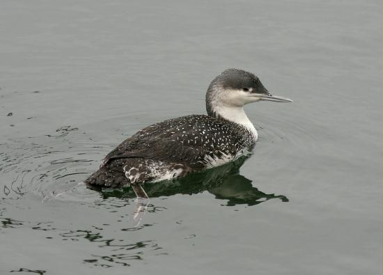 Red-throated Diver <i>Gavia stellata</i>