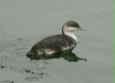 Red-throated Diver
