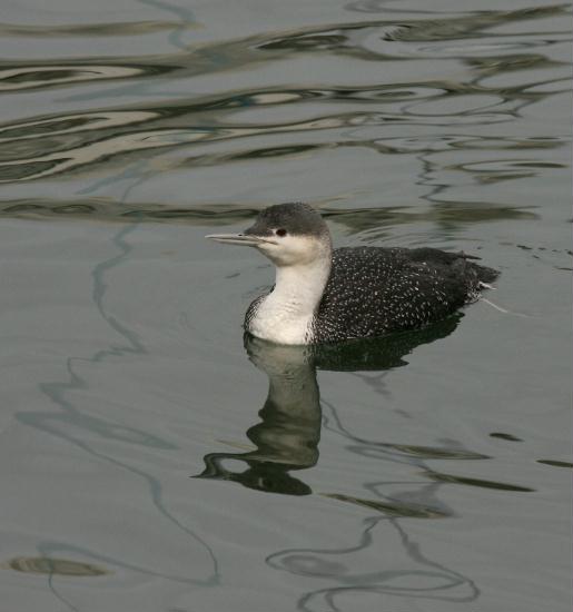 Red-throated Diver <i>Gavia stellata</i>