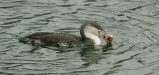Red-throated Diver