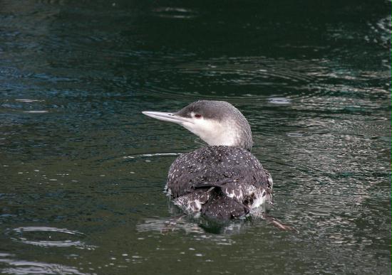 Red-throated Diver <i>Gavia stellata</i>