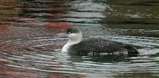 Red-throated Diver <i>Gavia stellata</i>
