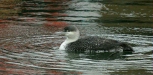 Red-throated Diver