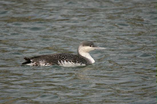 Red-throated Diver <i>Gavia stellata</i>