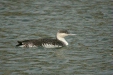 Red-throated Diver