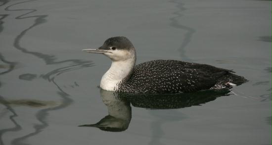 Red-throated Diver <i>Gavia stellata</i>