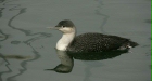 Red-throated Diver