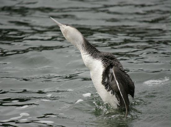 Red-throated Diver <i>Gavia stellata</i>