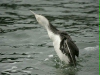 Red-throated Diver