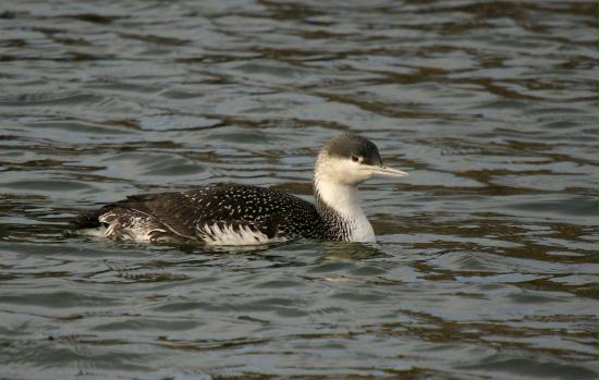 Red-throated Diver <i>Gavia stellata</i>