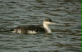 Red-throated Diver