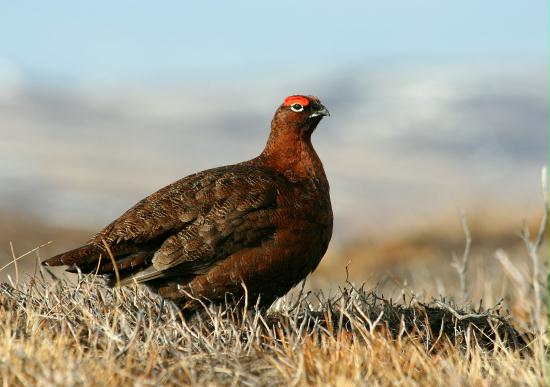 Red Grouse <i>Lagopus lagopus</i>