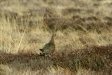 Red Grouse <i>Lagopus lagopus</i>