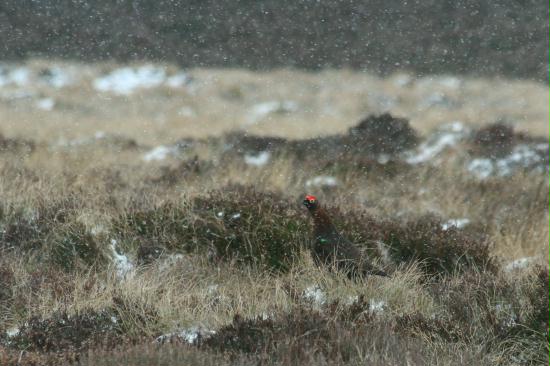 Red Grouse <i>Lagopus lagopus</i>