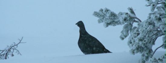 Red Grouse <i>Lagopus lagopus</i>