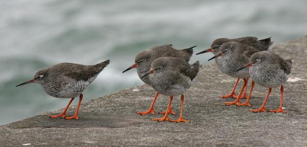 Redshank <i>Tringa totanus</i>