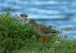 Redshank