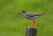 Redshank