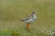 Redshank