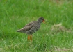 Redshank