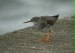 Redshank
