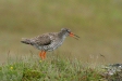 Redshank