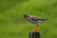 Redshank
