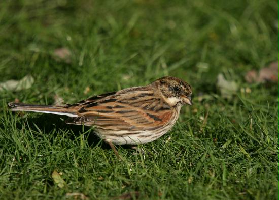 Reed Bunting <i>Emberiza schoeniclus</i>