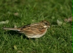 Reed Bunting