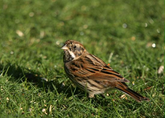 Reed Bunting <i>Emberiza schoeniclus</i>