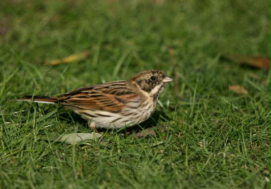 Reed Bunting <i>Emberiza schoeniclus</i>
