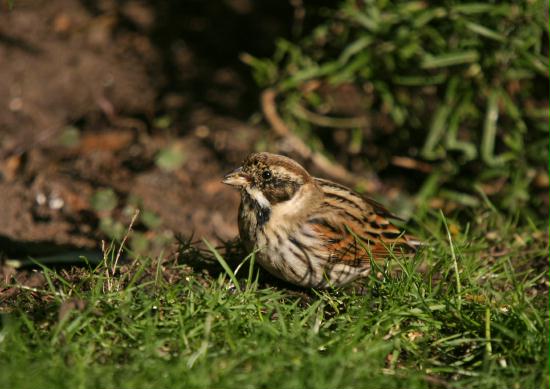 Reed Bunting <i>Emberiza schoeniclus</i>
