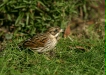 Reed Bunting