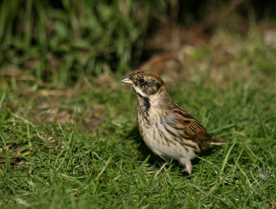 Reed Bunting <i>Emberiza schoeniclus</i>