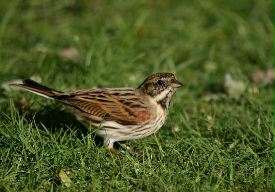 Reed Bunting <i>Emberiza schoeniclus</i>