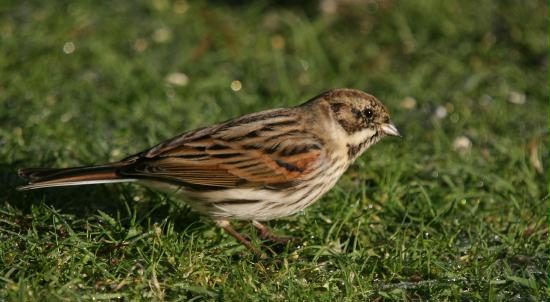 Reed Bunting <i>Emberiza schoeniclus</i>