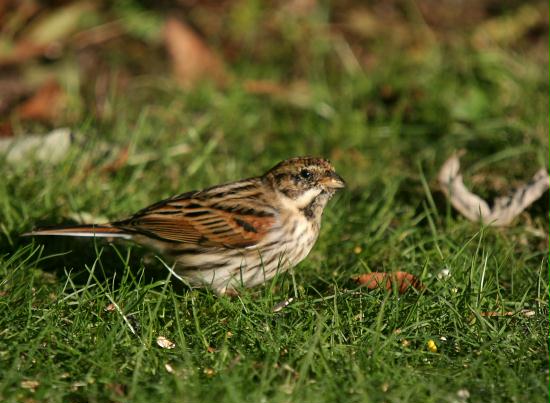 Reed Bunting <i>Emberiza schoeniclus</i>