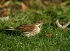 Reed Bunting