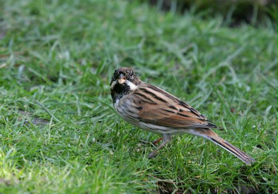 Reed Bunting <i>Emberiza schoeniclus</i>