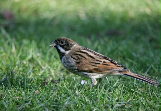 Reed Bunting <i>Emberiza schoeniclus</i>