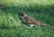 Reed Bunting