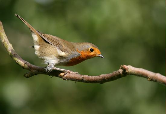 Robin <i>Erithacus rubecula</i>